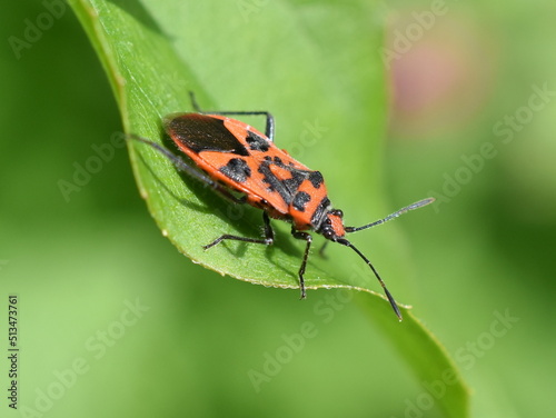 The cinnamon bug Corizus hyoscyami sitting on a green leaf