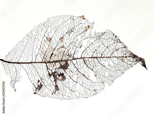 Close-up on old dead decaying  leaf on white background