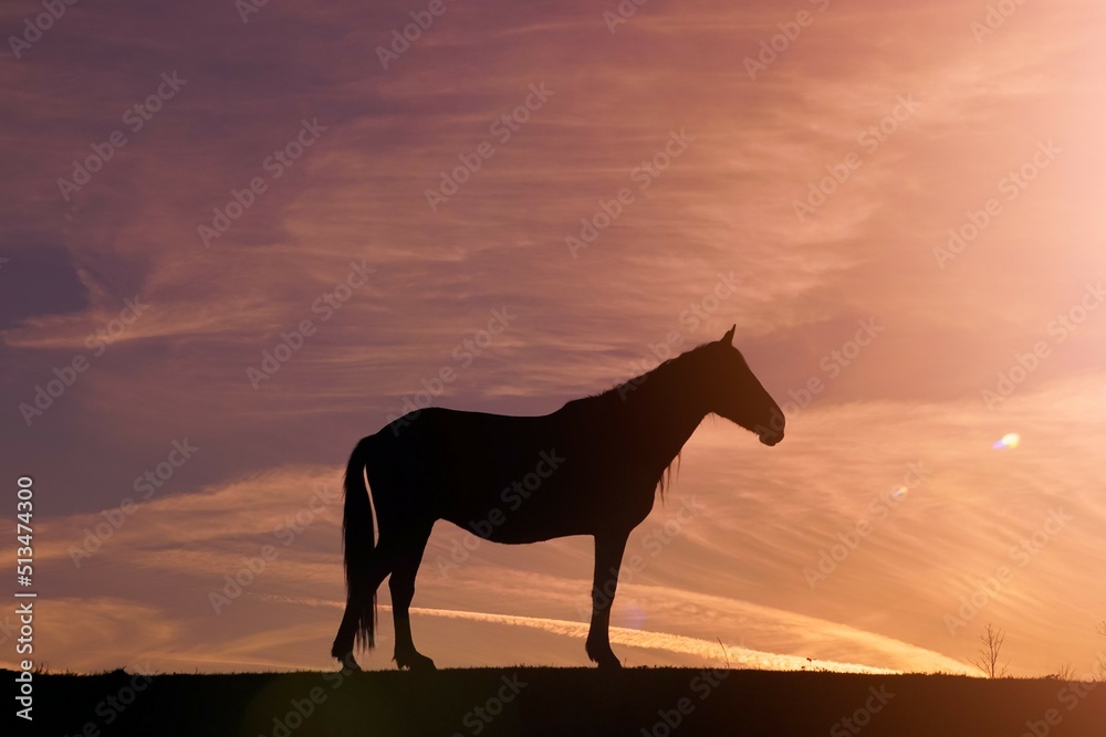 horse silhouette in the meadow and beautiful sunset background horse silhouette in the meadow and beautiful sunset background