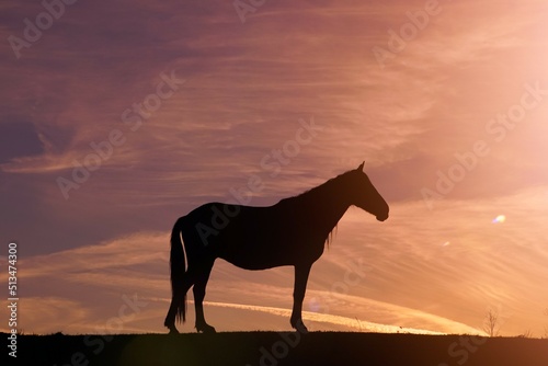 horse silhouette in the meadow and beautiful sunset background © Ismael