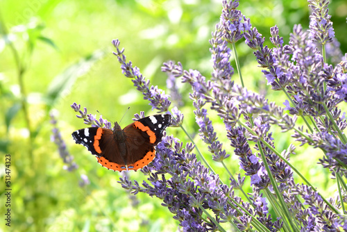 Foto Schmetterling 1030