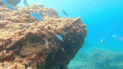 snorkeling in  beach of Cabo de Gata with many fish and view of the cliff at footage end , Andalucia , Spain  , 4k video footage
