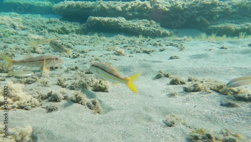 snorkeling in  beach of Cabo de Gata with red mullet fish , Andalucia , Spain  , 4k video footage