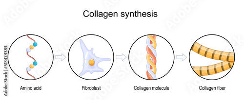 Collagen synthesis