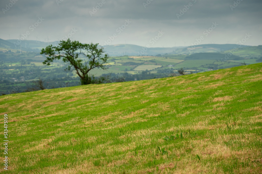 Green grass field in focus. Single tree out of focus. Mountains in the background. Simple nature scene. Calm and relaxing mood.