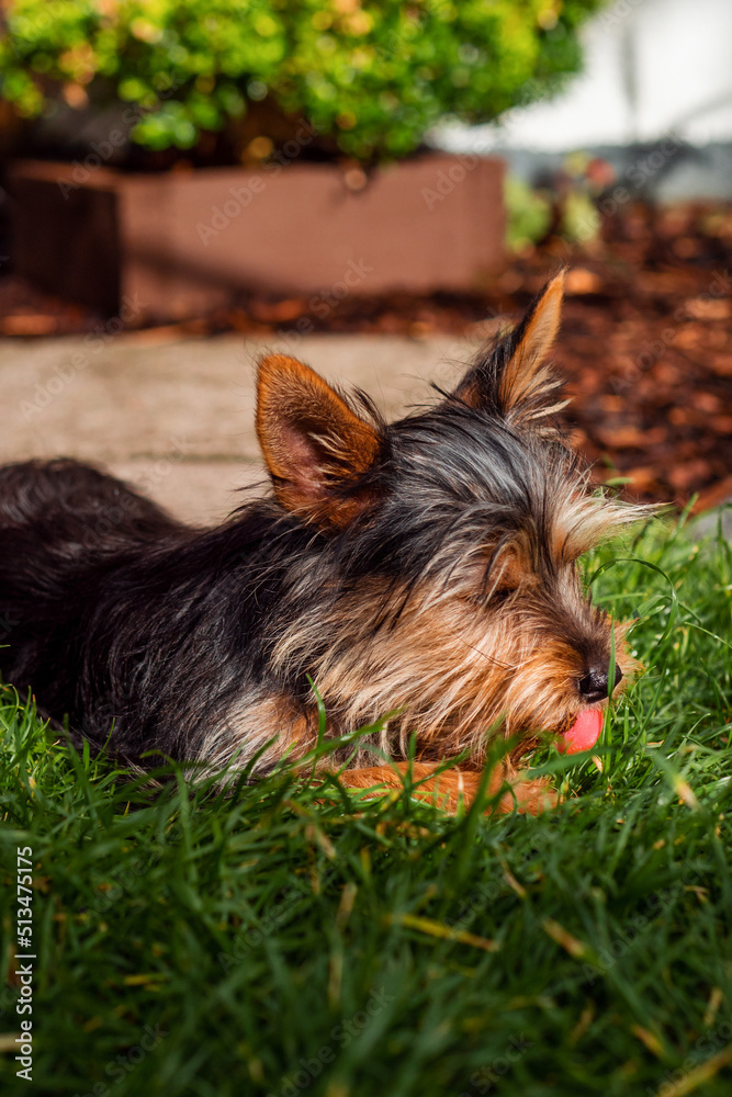Portrait of a young cute Yorkshire terrier on a grass. Model has slim body type and very friendly face expression with cute brown and black fur and fluffy hairs. Portrait of a young cute Yorkshire terrier on a grass. Model has slim body type and very friendly face expression with cute brown and black fur and fluffy hairs.