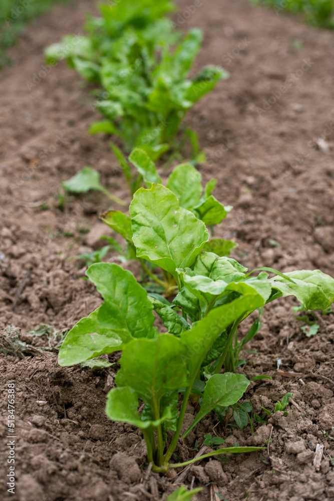 young shoots of sugar beet Farm. world crisis young shoots of sugar beet Farm. world crisis