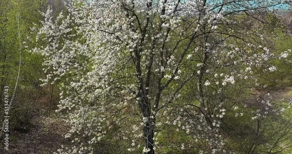 lifting on a flowering tree to the sky lifting on a flowering tree to the sky
