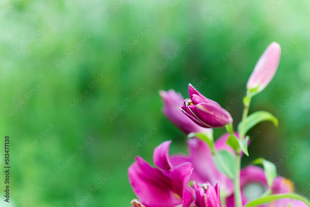 Beautiful lily flower on a background of green leaves. Lily flowers in the garden. Beautiful lily flower on a background of green leaves. Lily flowers in the garden.