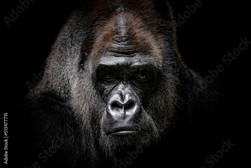 Fototapeta Naklejka Na Ścianę i Meble -  Gorille sur fond noir