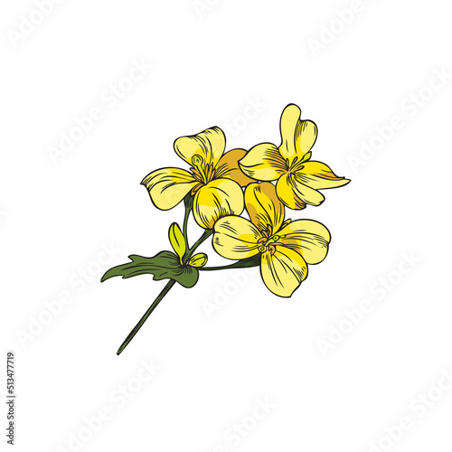 Hand drawn mustard or canola blooming flower, sketch vector illustration isolated on white background.