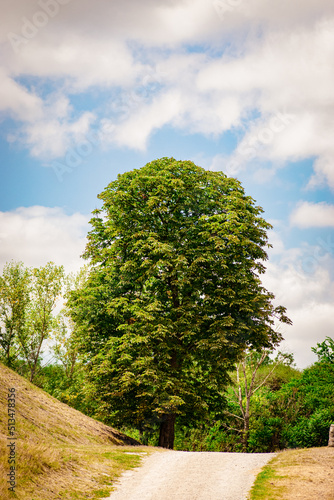 tree in the park
