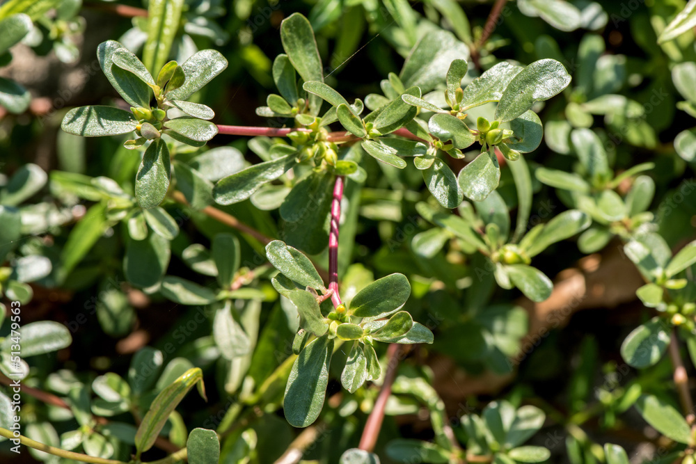 Purslane tree and flower on nature background. Purslane tree and flower on nature background.