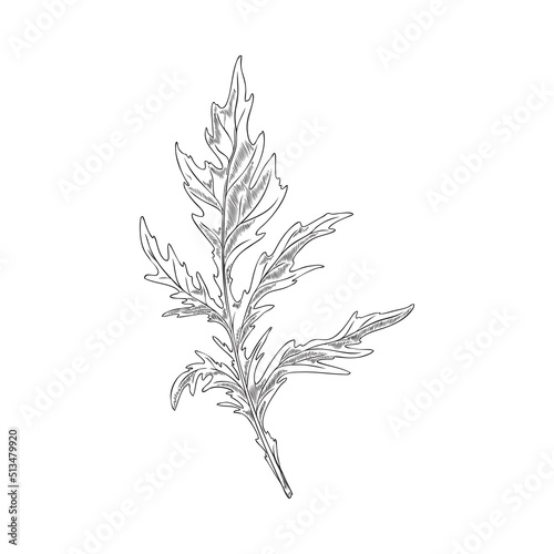 Mustard plant single leaf, hand drawn engraving vector illustration isolated.
