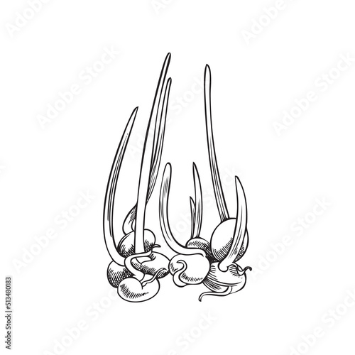 Sprouted plant grains hand drawn engraving vector illustration isolated.