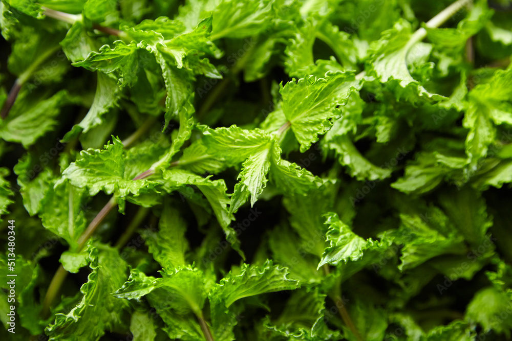 Fresh mint leaves background, green spearmint plant Fresh mint leaves background, green spearmint plant