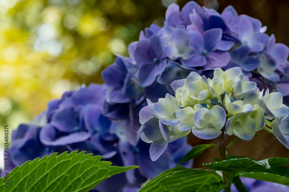 紫陽花の花 紫陽花の花