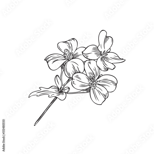 Hand drawn monochrome mustard flowers on stem with leaf sketch style