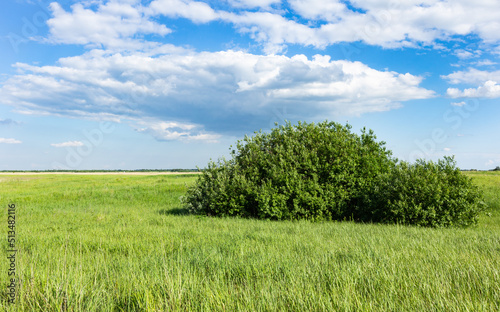green meadow with tree and blue sky with clouds, summer landscape