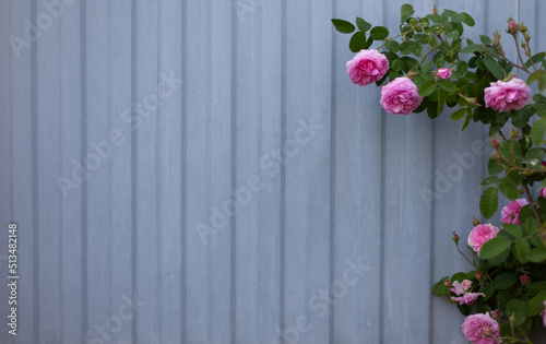 Fototapeta Naklejka Na Ścianę i Meble -  A climbing rose of pink color against a gray metal fence. Summer. Gardening. Banner with space for text