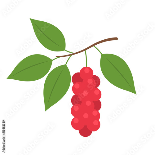 Schisandra berries isolated on white background. Schisandra chinensis, Chinese magnolia-vine, five-flavor-fruit or magnolia berry icon for package design. Vector berries illustration in flat style. photo