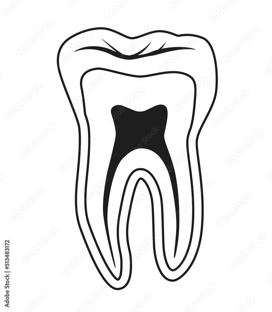 Tooth cross-section vector illustration icon Tooth cross-section vector illustration icon