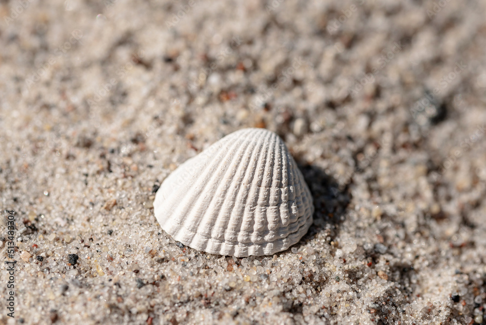 close-up view of seashell on sand beach close-up view of seashell on sand beach