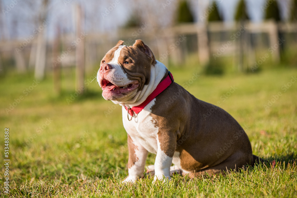 Chocolate color American Bully puppy dog is on green grass Chocolate color American Bully puppy dog is on green grass