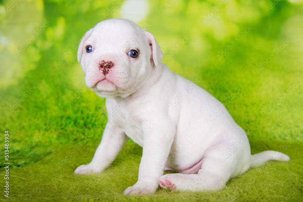 White American Bullies puppy on green background