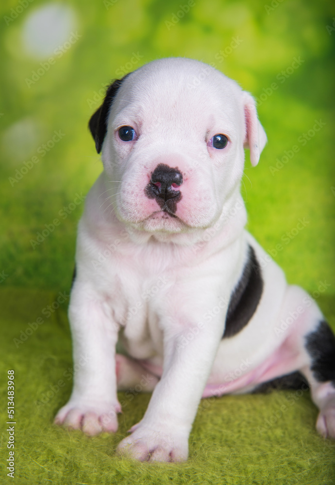 White black American Bullies puppy on green background