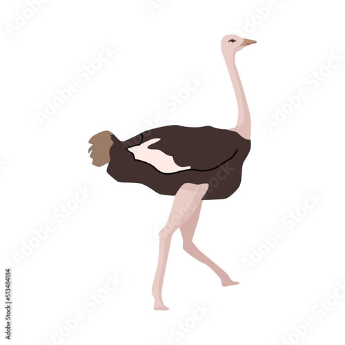 Ostrich or ratite, large flightless bird wildlife and fauna of Africa, isolated avian animal. African exotic species living in wilderness. Flat cartoon, vector illustration