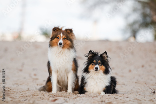 Two sheltie dogs together at the beach