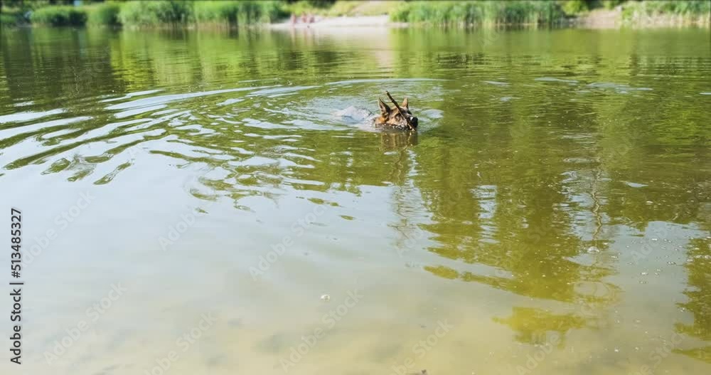 German purebred big shepherd swims on lake holding stick in teeth. Swims to shore bringing stick. Daylight saving time, sunny. Pet games. German purebred big shepherd swims on lake holding stick in teeth. Swims to shore bringing stick. Daylight saving time, sunny. Pet games.