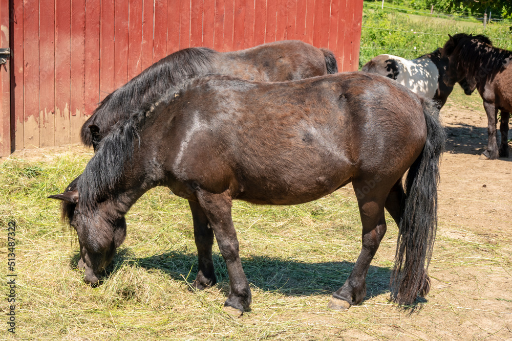 Fototapeta premium Photographing a pony on a ranch