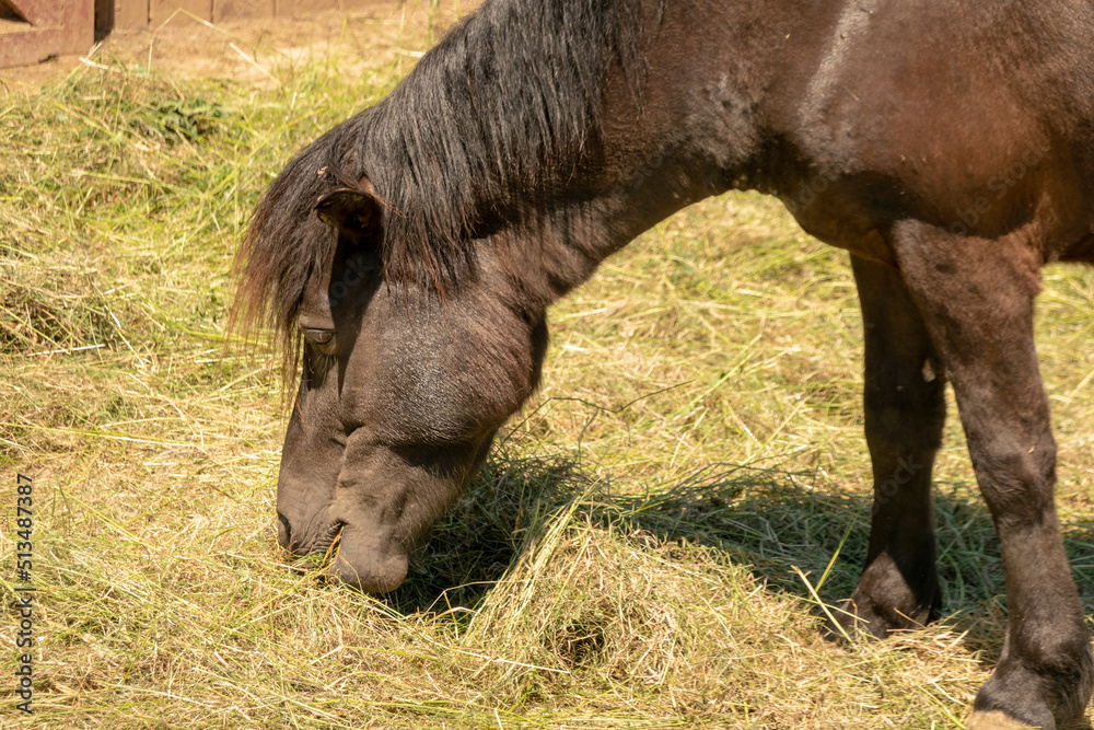 Photographing a pony on a ranch Photographing a pony on a ranch