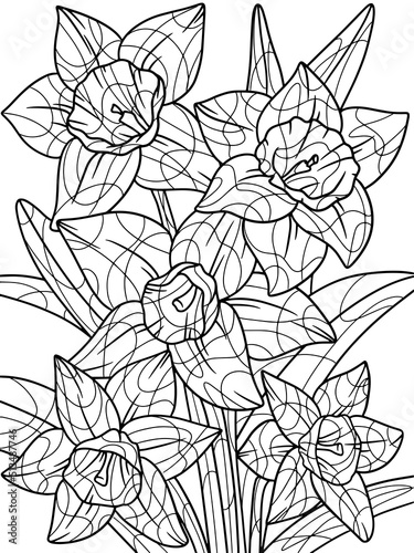 Narcissus flower, plant. Home plant with large leaves. Zen-tangle style. Hand draw