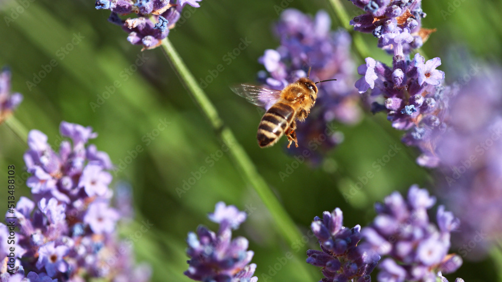 Bee In a Lavender Blossom, macrophotography. Bee In a Lavender Blossom, macrophotography.
