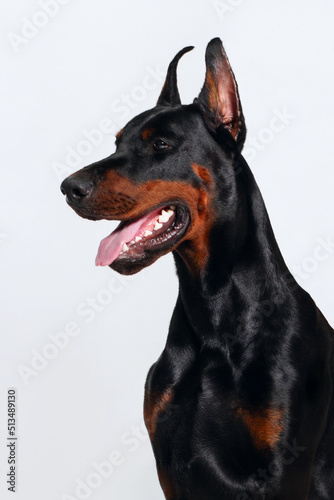 portrait of a doberman dog