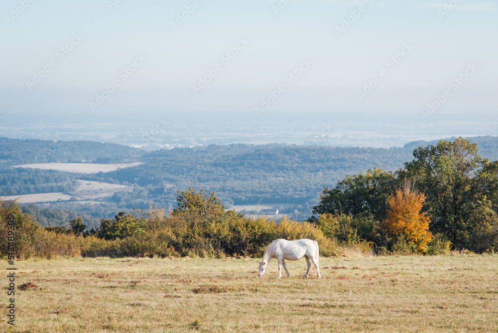 un cheval dans un pré. Des chevaux dans une prairie. Des chevaux dans une steppe et un panorama. Un cheval dans un pré aride face à un paysage panoramique un cheval dans un pré. Des chevaux dans une prairie. Des chevaux dans une steppe et un panorama. Un cheval dans un pré aride face à un paysage panoramique