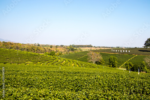 Mae Chan District Chiang Rai Northern Thailand on January 17 2020 Green nature at Choui Fong Tea Plantation.