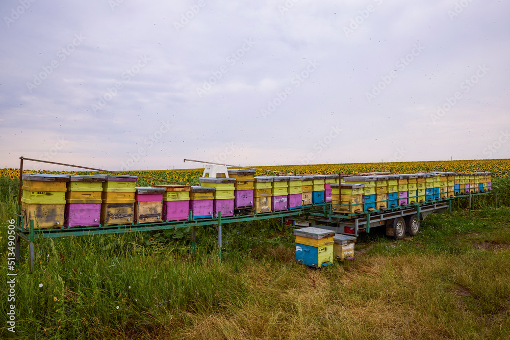 hives with bees near a field of sunflowers. hives with bees near a field of sunflowers.