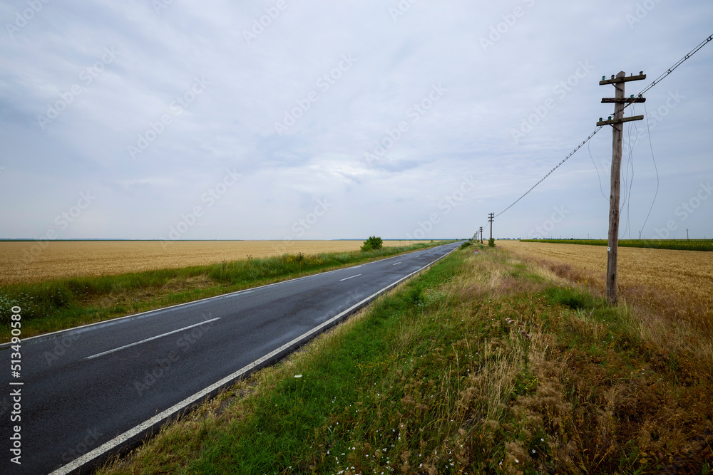 an agricultural field with wheat ready for harvest. an agricultural field with wheat ready for harvest.