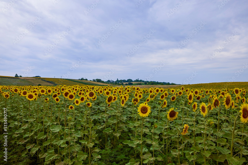 agricultural field with young sunflower at the beginning of flowering