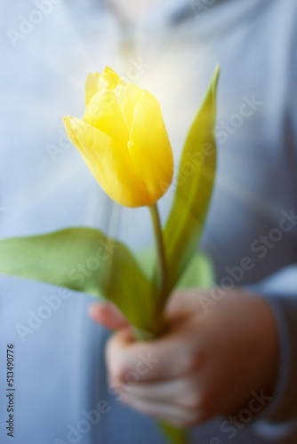 The boy holds a flower in his hand. Yellow Tulip