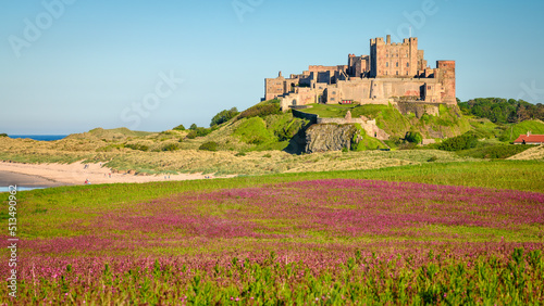 Red Campion crop below Bamburgh Castle, at Bamburgh village on Northumberland's coastline AONB, adjacent to the Northumberland 250 route
