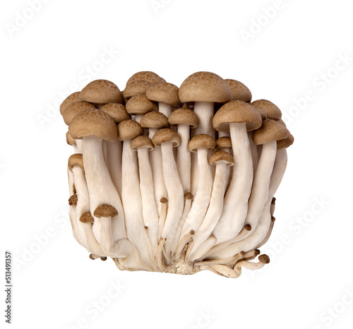 Fresh brown honey agaric mushrooms isolated on white background.