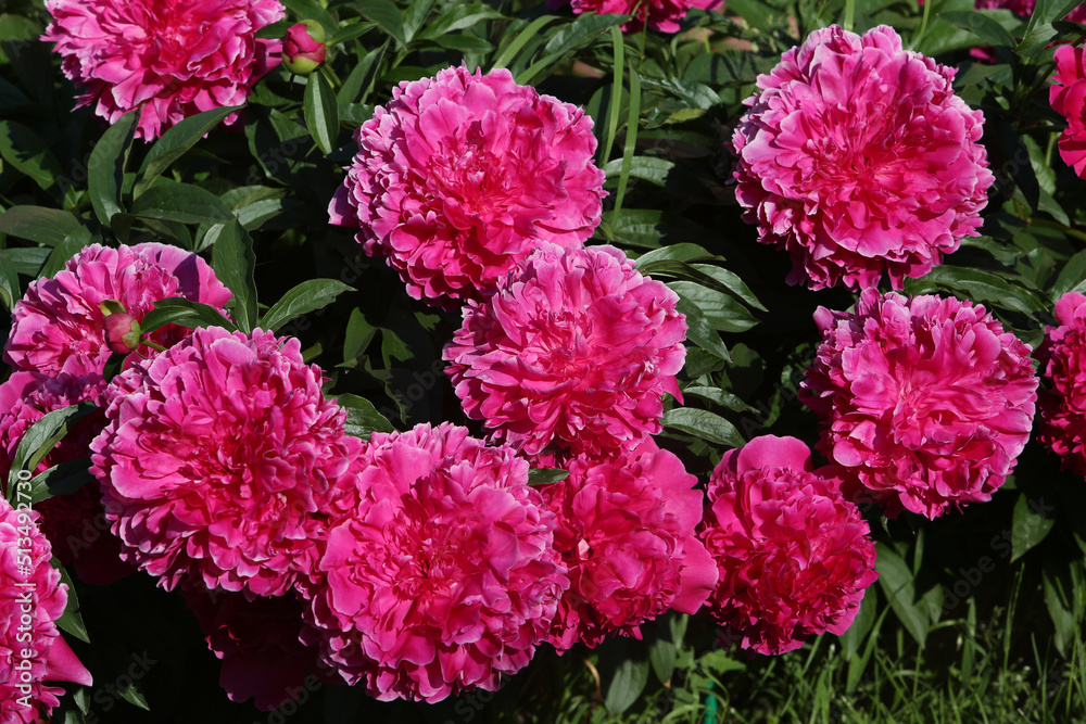 Peony. Macro photo of purple peony. Big red flower in summer garden. Summer nature. Peony bloom. Peonies blossoming, peonies blooming. Closeup photo of flowers Peony. Macro photo of purple peony. Big red flower in summer garden. Summer nature. Peony bloom. Peonies blossoming, peonies blooming. Closeup photo of flowers