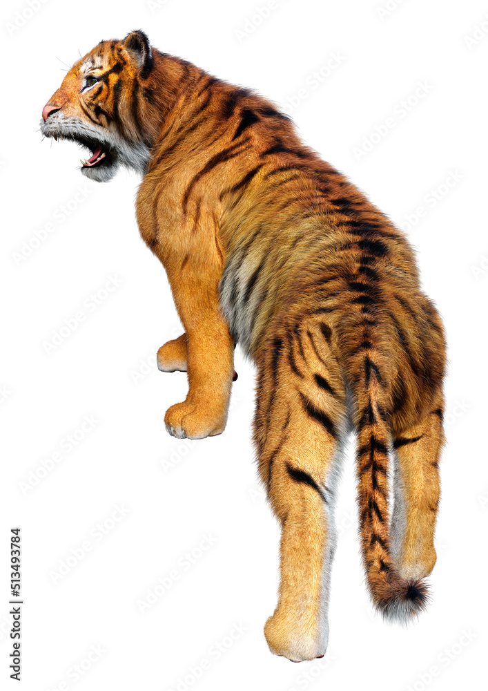 Fototapeta premium 3D Rendering Big Cat Tiger on White