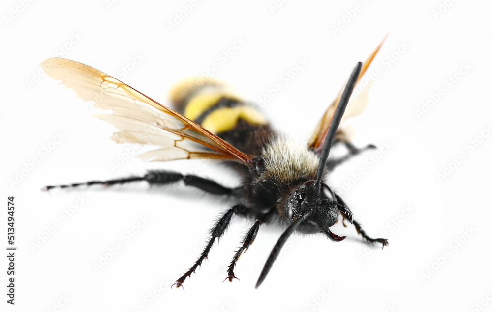 Mammoth wasp male, (Megascolia maculata) isolated on white Mammoth wasp male, (Megascolia maculata) isolated on white