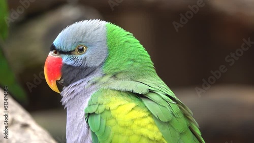 portrait of chinese parrot in natural habitat photo